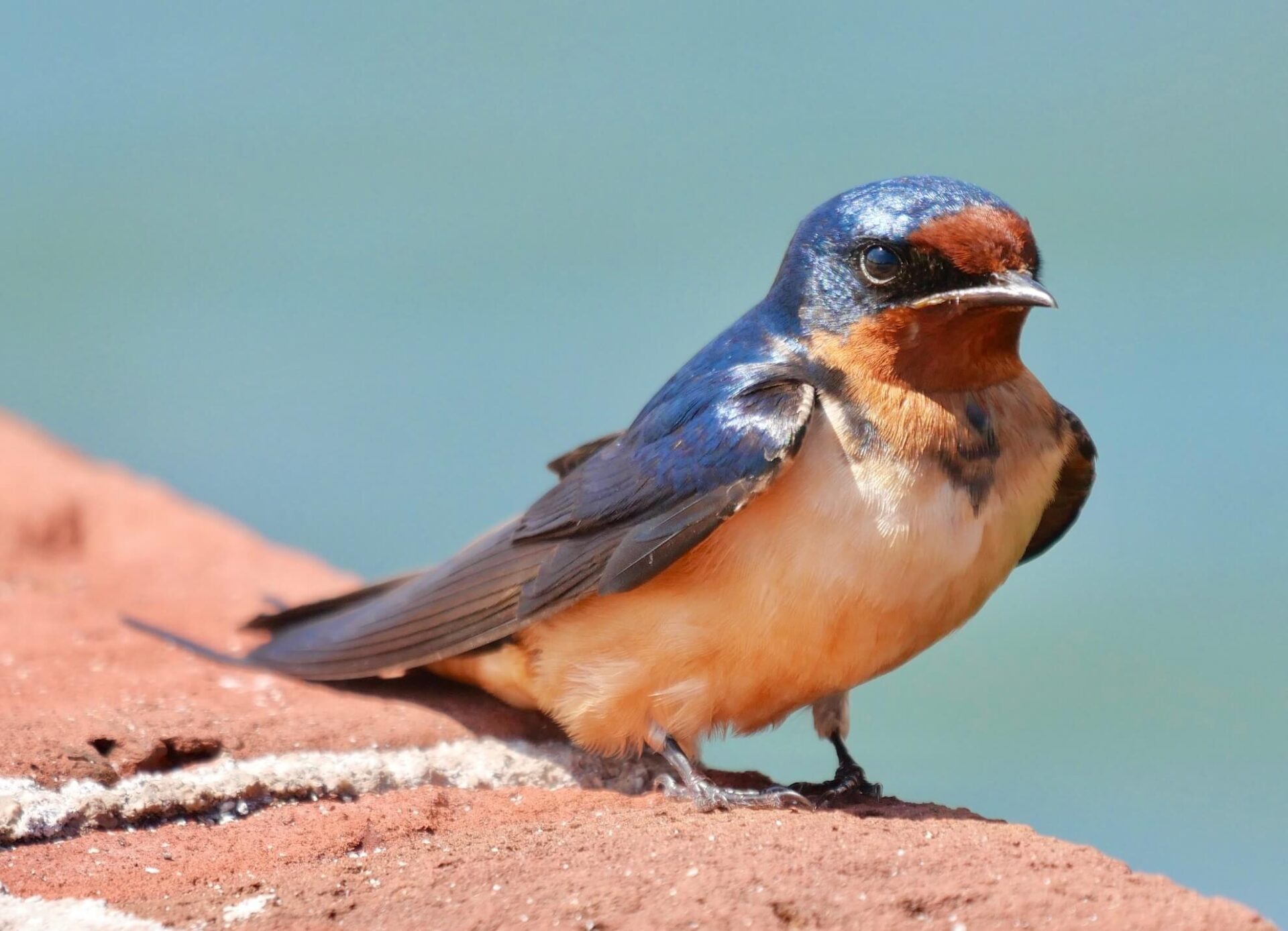 A barn swallow with bright blue feathers on its head and back, a rusty-orange throat, and a cream-colored belly is perched on a brick ledge in Dry Tortugas National Park. The background is a blurred gradient of blue and green.