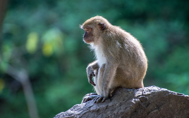 A monkey with brown fur sits on a rock, gazing to the left. The blurred green foliage behind it evokes a sense of adventure, much like exploring the lush landscapes while discovering things to do in Naples.