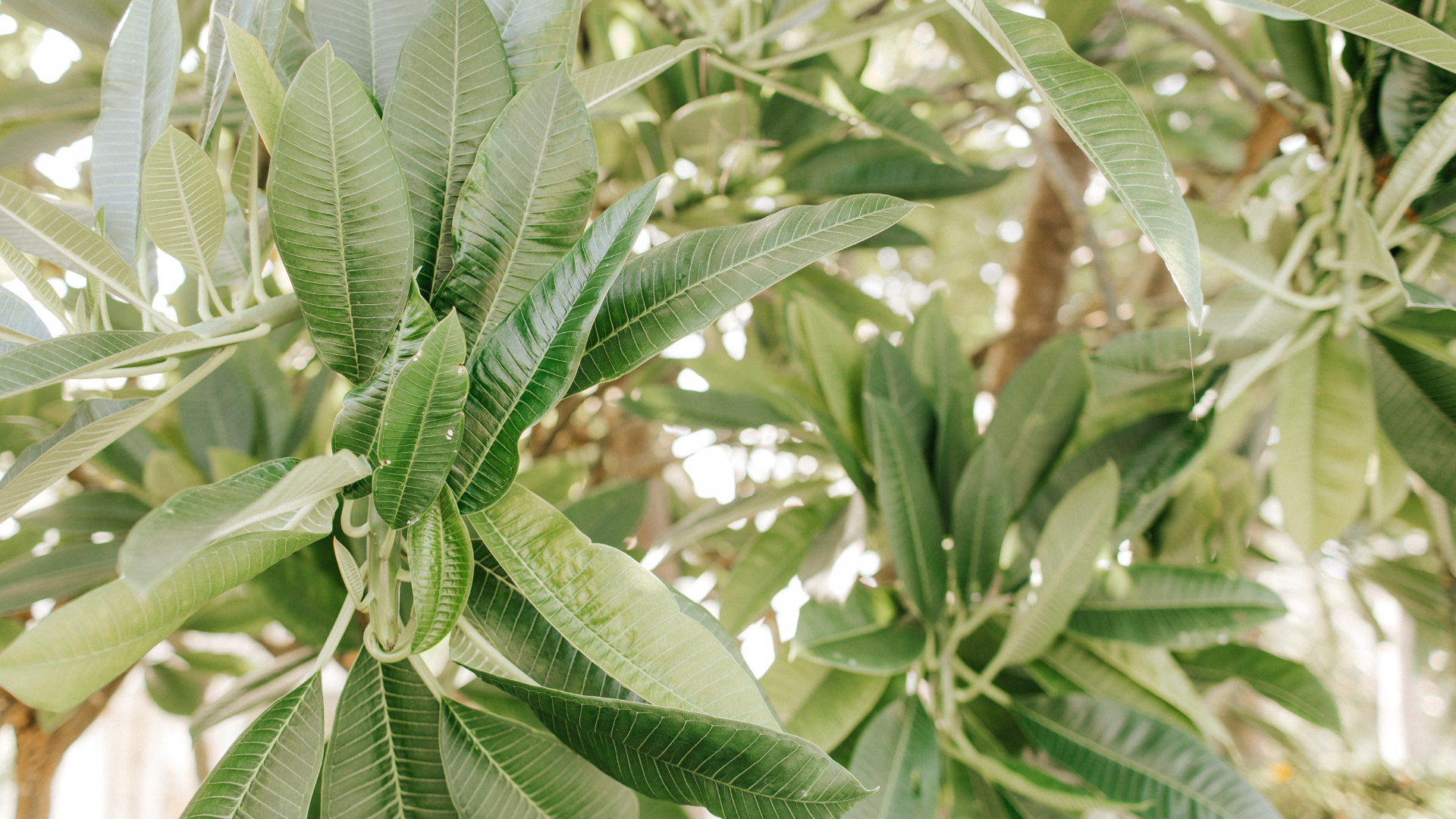 Close-up of green, elongated leaves of a frangipani tree, with light filtering through the foliage. The image captures the lush, vibrant texture and natural arrangement of the leaves.