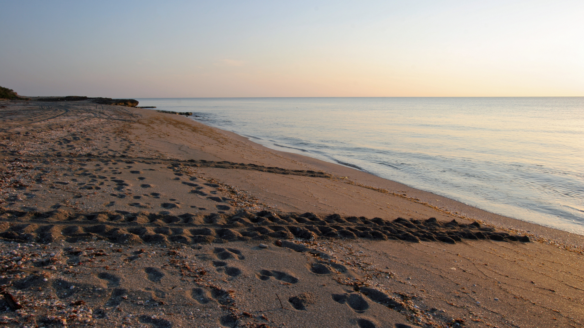 A serene beach at sunrise, with soft footprints and turtle tracks leading from the sea to dunes on a sandy shore. The calm water reflects the pastel hues of the morning sky.
