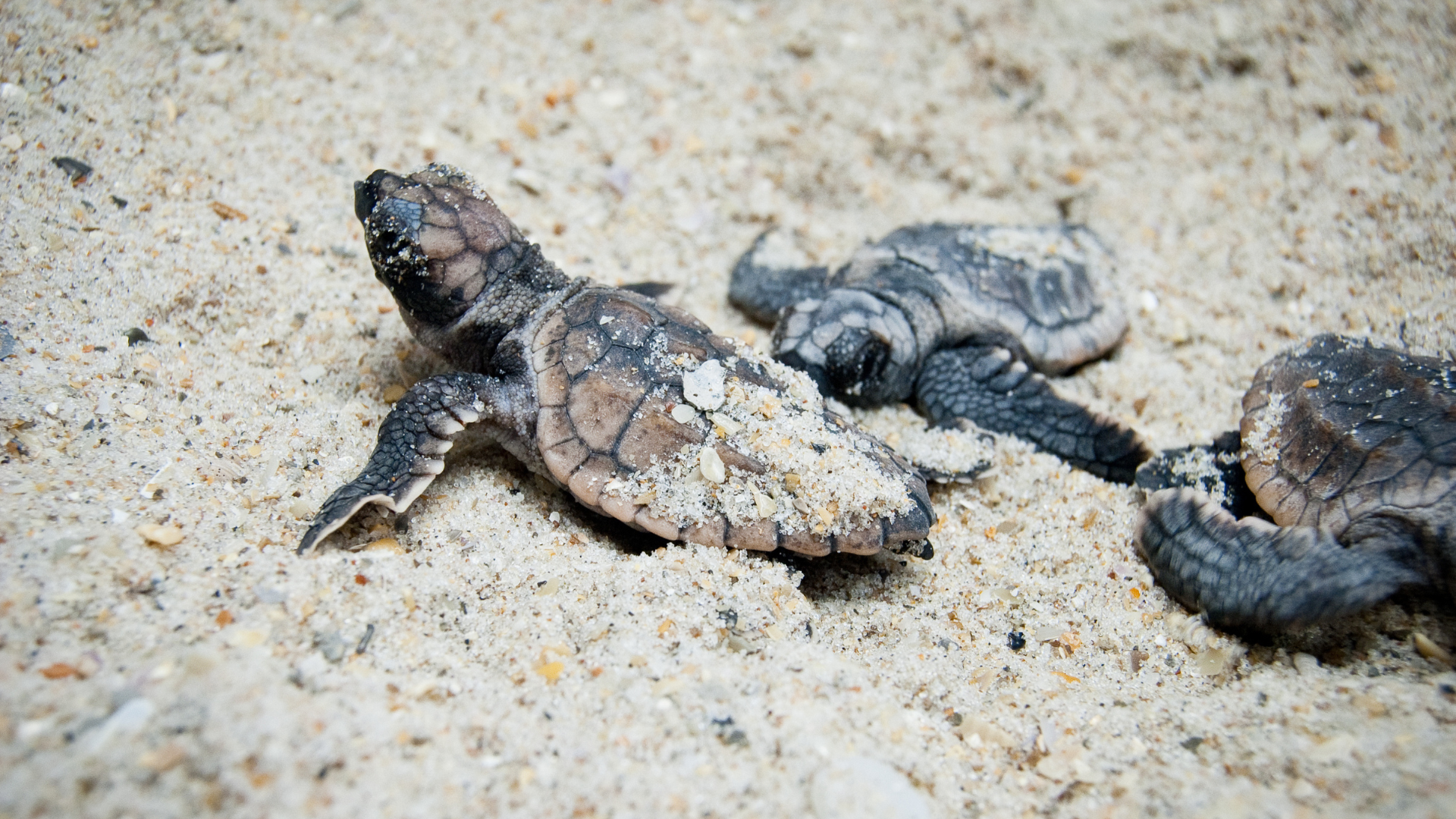 Three baby sea turtles, covered in sand, crawl on a sandy beach. Their shells are small and textured, and they appear to be moving toward the ocean.