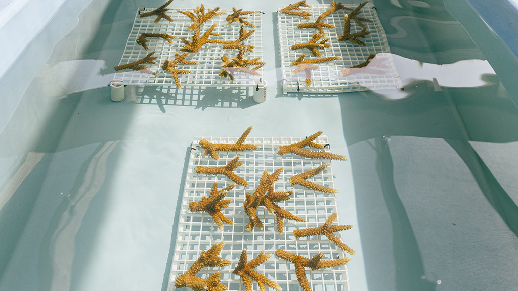 Coral fragments growing at the land-based nursery at Reefhouse Resort & Marina.