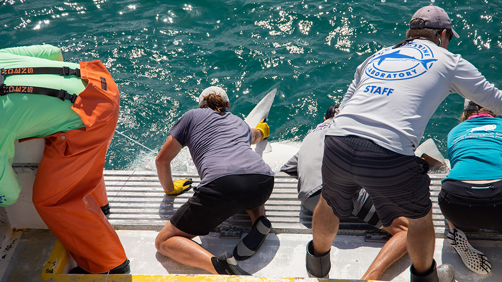 Dr. Demian Chapman, director of Center for Shark Research at Mote conducts shark tagging and sampling.