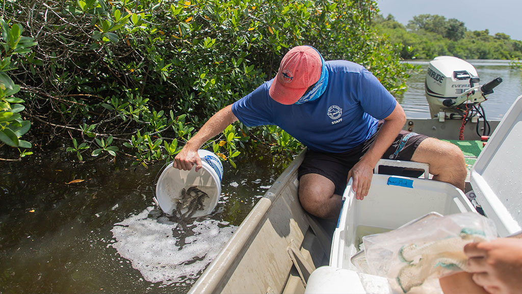 Mote staff release juvenile common snook at North Creek in Sarasota County.