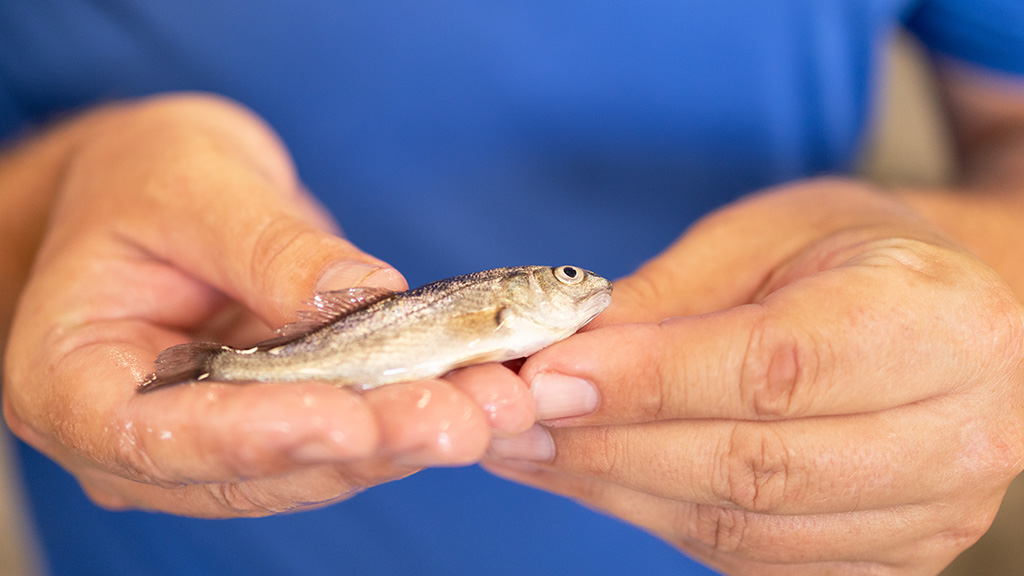 A juvenile fish at Mote’s Marine & Freshwater Aquaculture Research Program