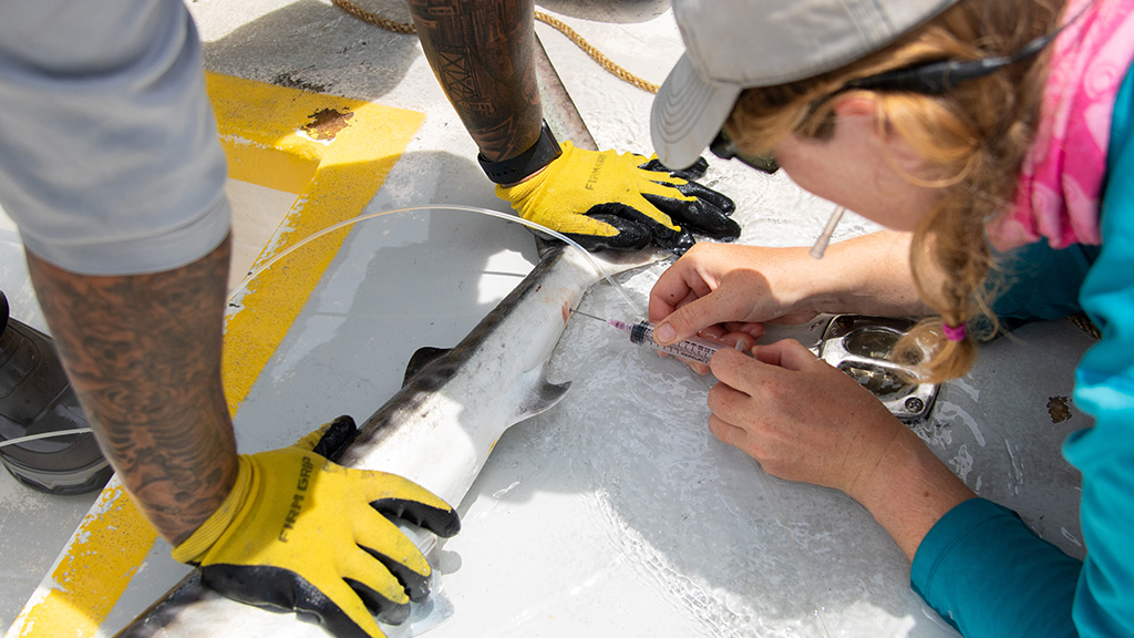 Mote scientists eon a shark tagging expedition in the Gulf of Mexico