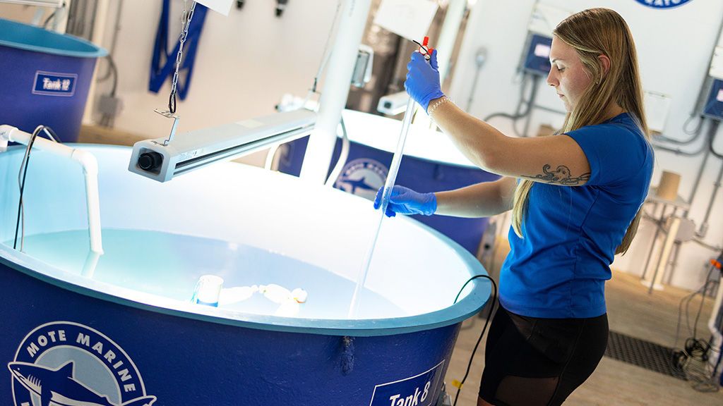 Mote staff in the mesocosm facility