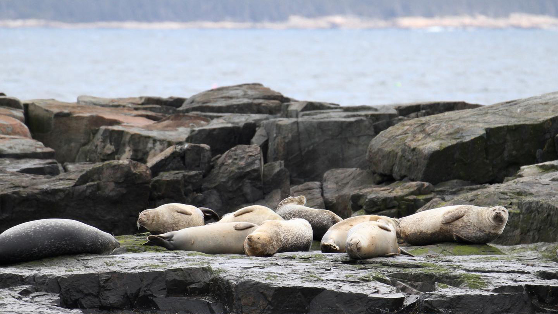 A group of seals lounging on rocky shores by the ocean. The background features distant water and a blurry horizon. The seals are resting in various positions on the dark, textured rocks.