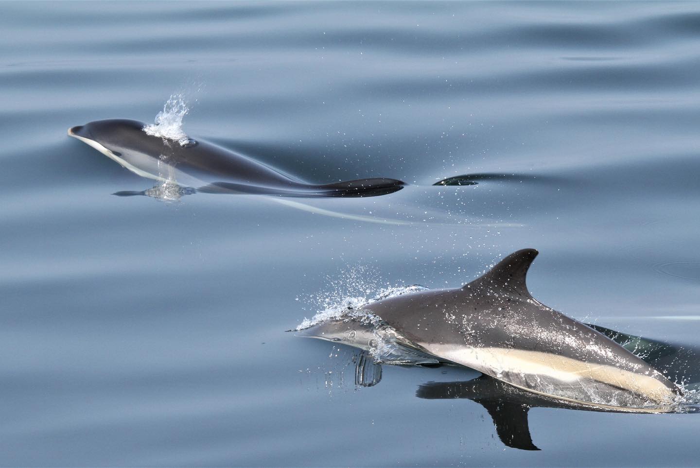 Two dolphins swimming in calm, blue ocean water with one dolphin partially emerging from the surface, creating small splashes. Both dolphins have sleek bodies and are moving in the same direction.