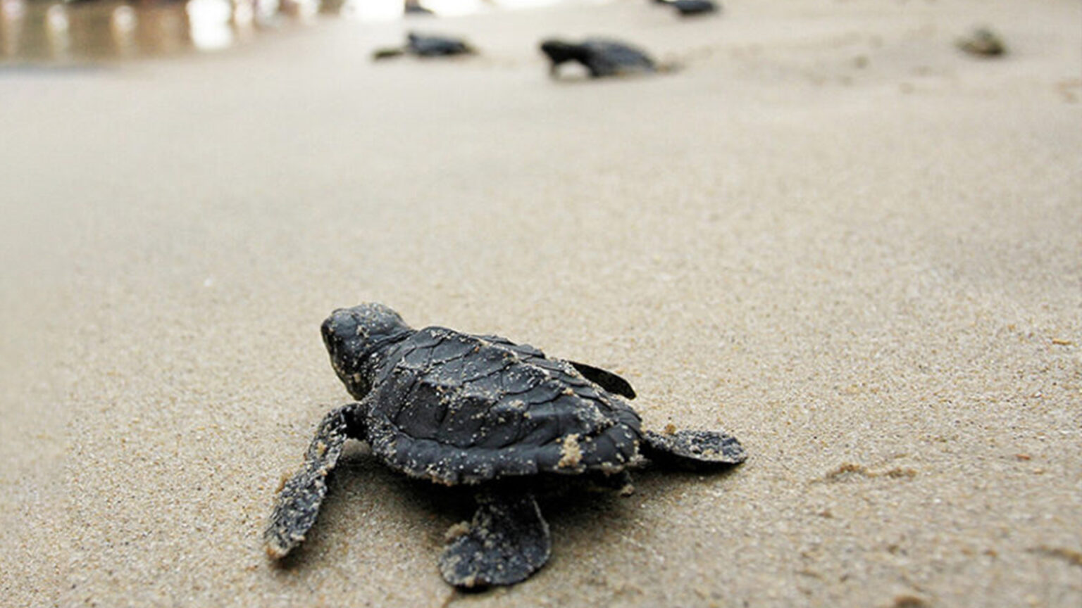 Florida’s Sea Turtle Nesting Season Turtle Tips Opal Collection