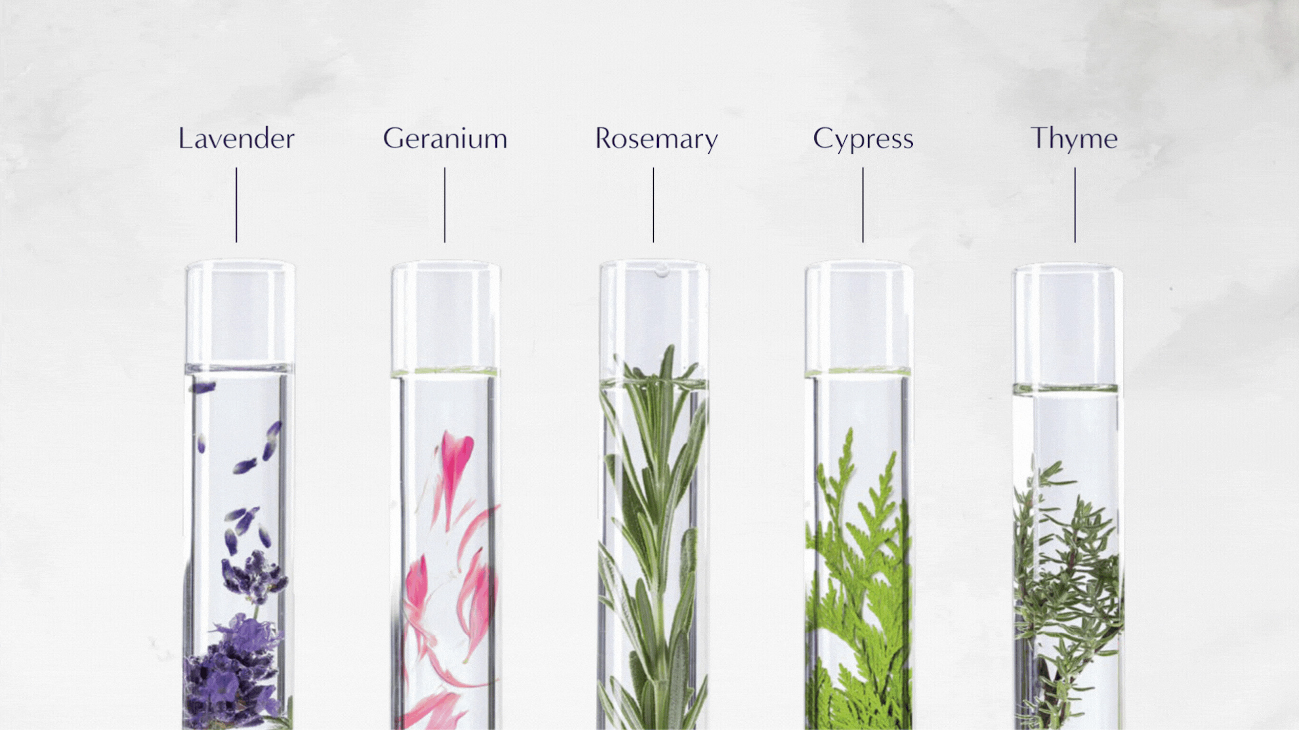 Five test tubes contain different plants: lavender, geranium, rosemary, cypress, and thyme. Each plant is labeled above its respective tube against a light background.