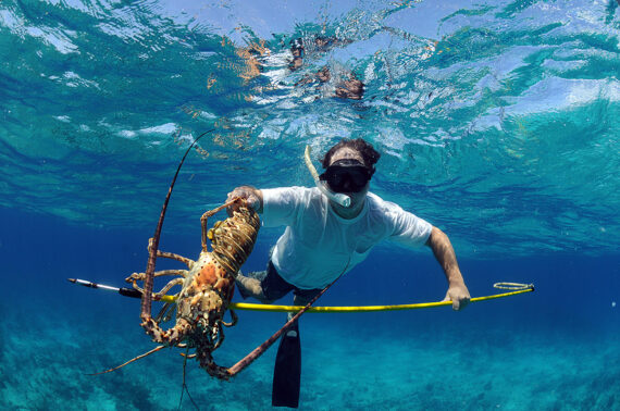 A snorkeler underwater holds a large spiny lobster in one hand and a yellow spear in the other, surrounded by clear blue ocean water and sunlight filtering from above.
