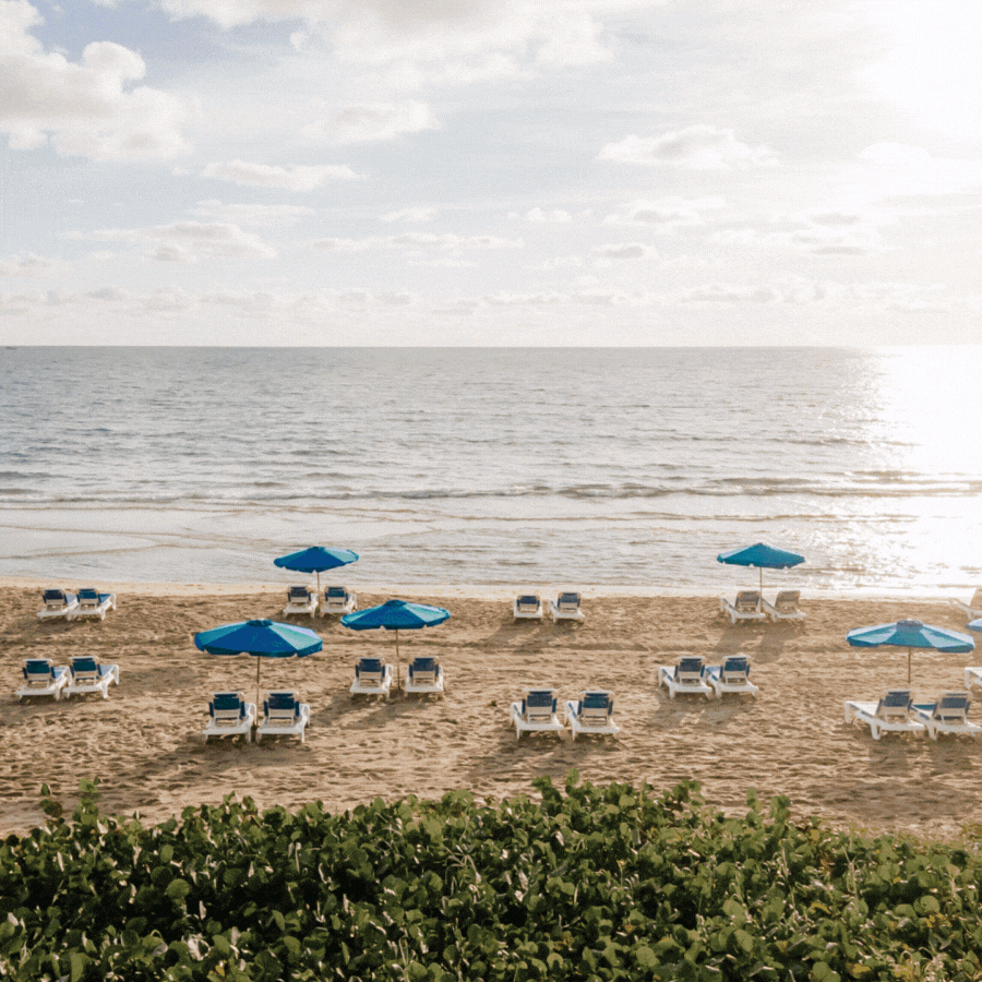 A sandy beach with rows of white lounge chairs and blue umbrellas facing the calm ocean under a partly cloudy sky, with green plants in the foreground.