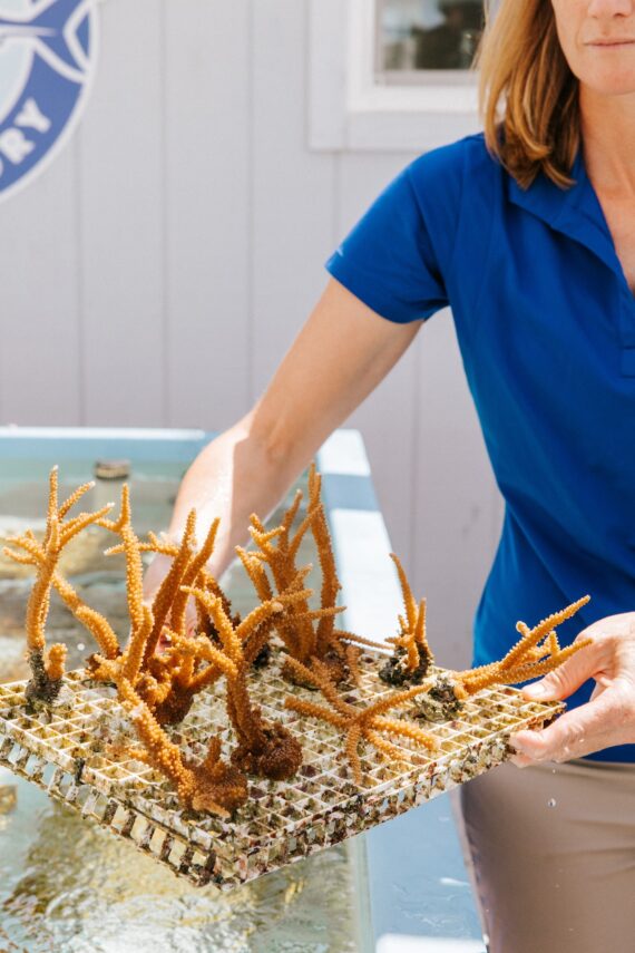 A woman in a blue shirt holds a mesh tray with several orange coral fragments growing on it above a water tank in an outdoor marine research facility.