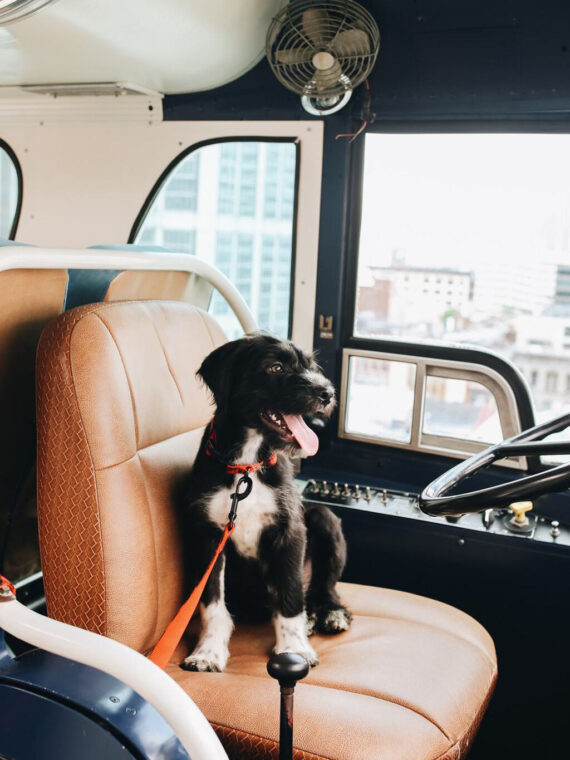 A black and white dog with a leash sits on the drivers seat of a bus, looking out the window with its mouth open and tongue out. City buildings are visible through the window.