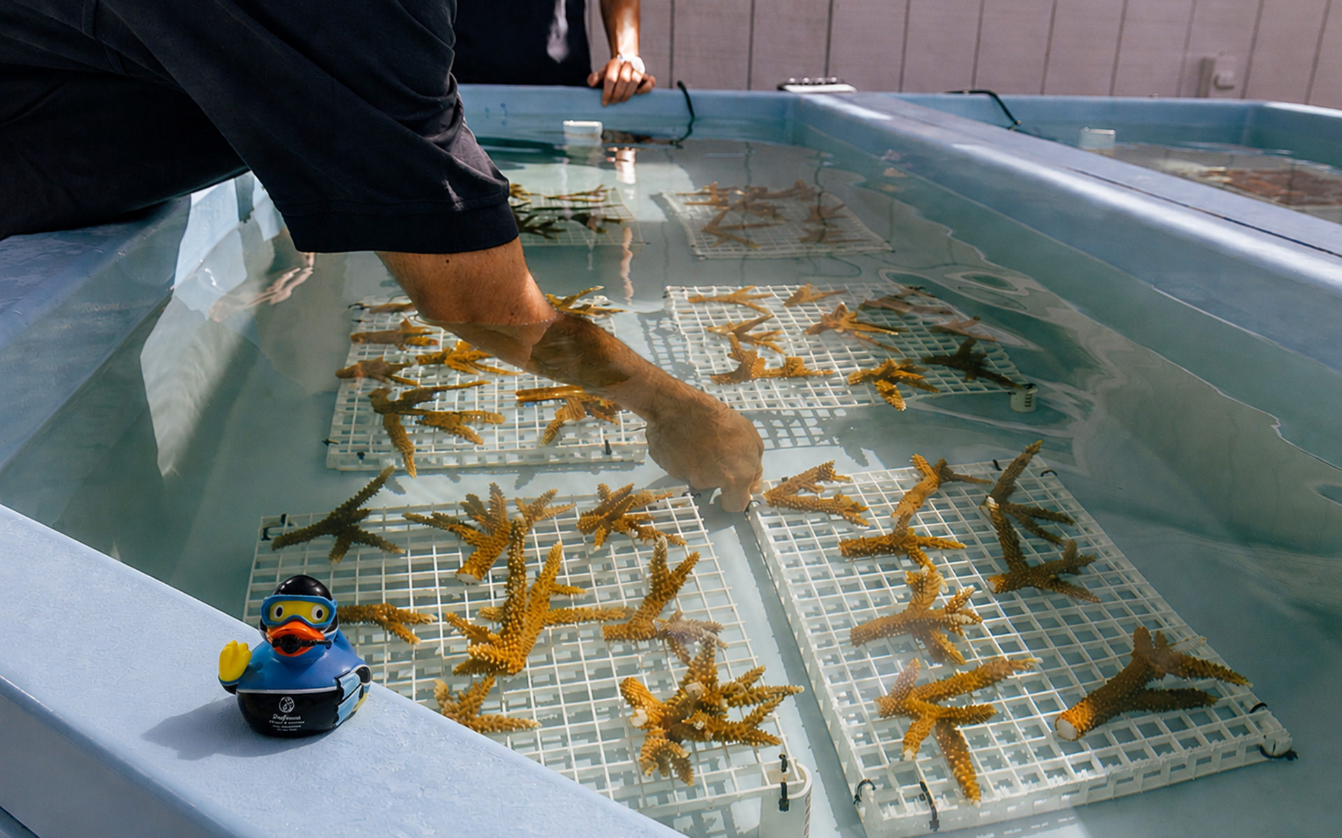 A person tends to coral fragments growing on white racks in a shallow tank. In the foreground, a rubber duck wearing scuba gear sits on the tanks edge.