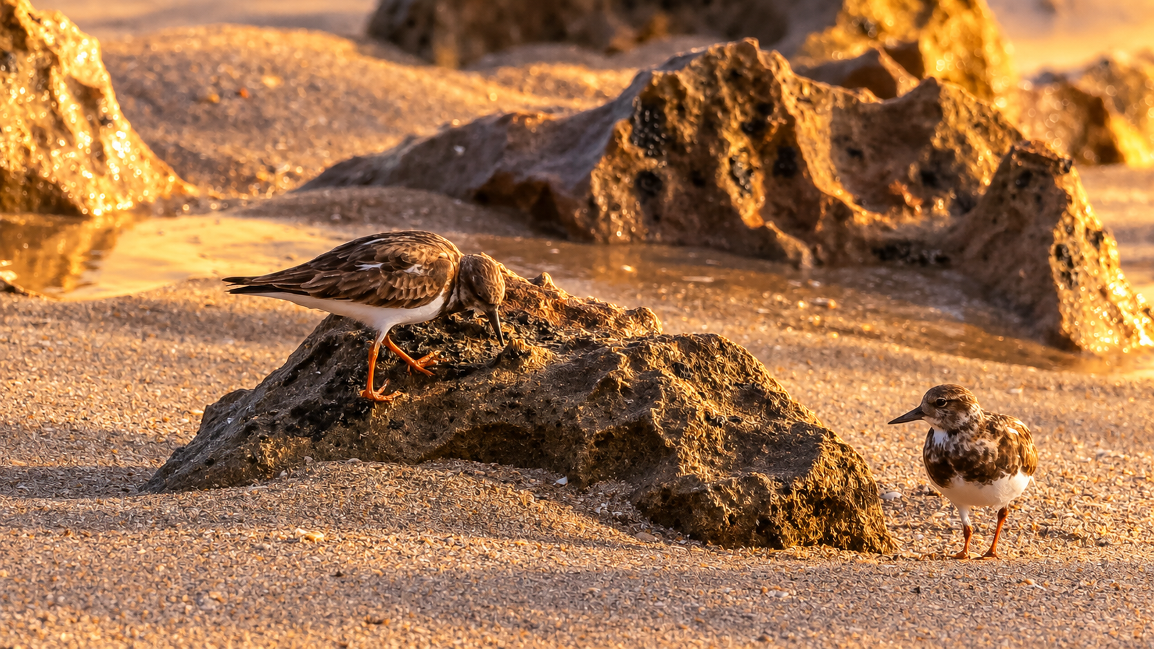 Two small shorebirds stand near dark rocks on a sandy beach at sunset. One bird pecks at the rock, while the other stands nearby. Warm golden light illuminates the scene.