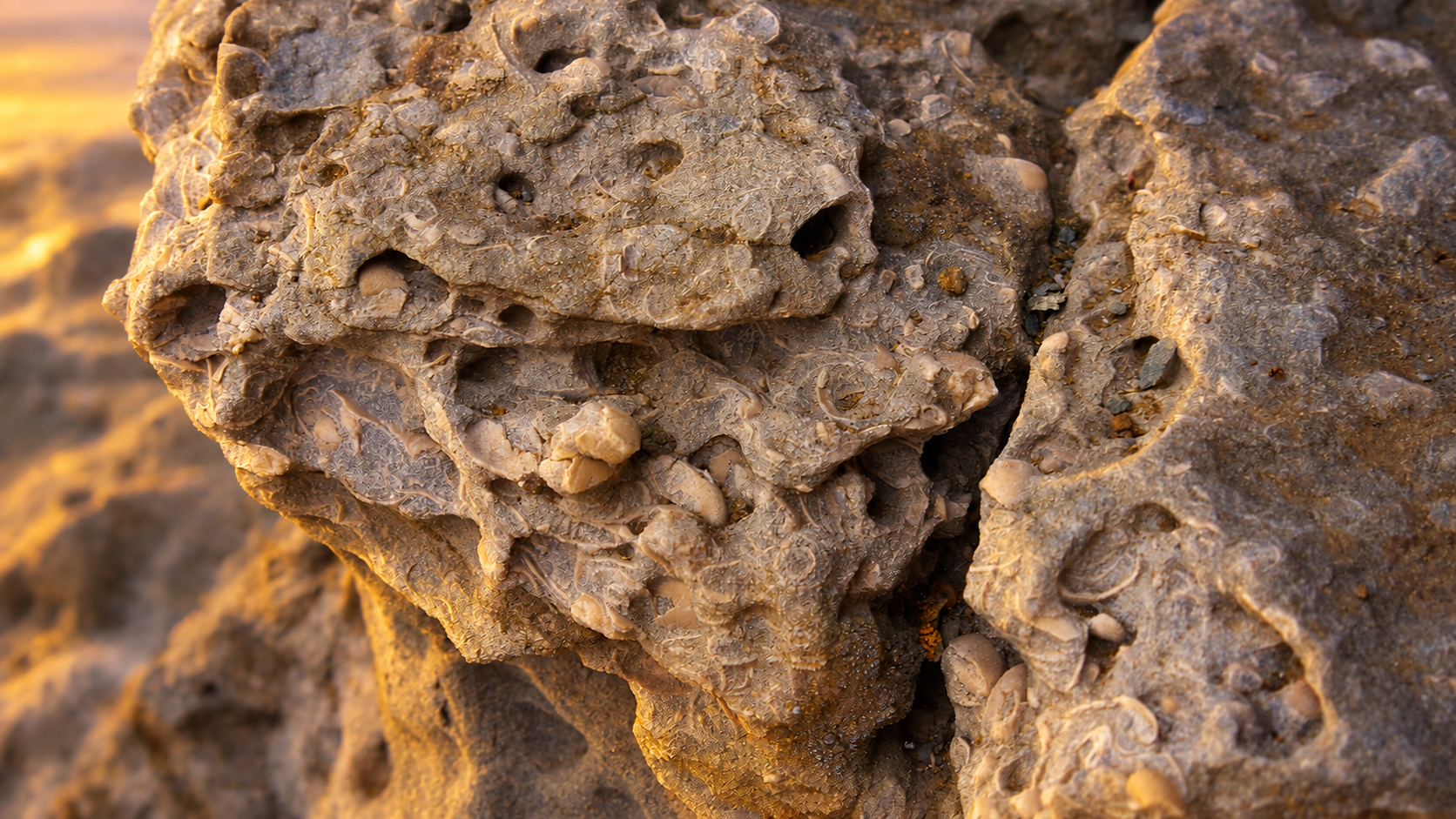 Close-up of a textured rock surface with visible small fossils embedded, showing intricate patterns and earthy brown tones.