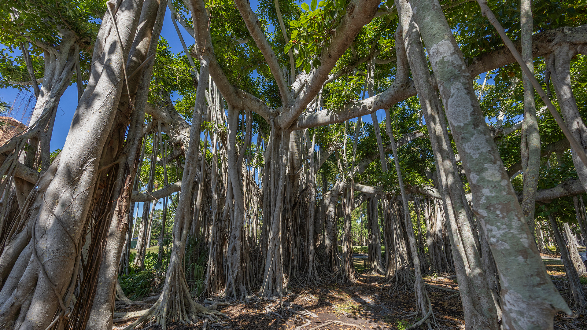 A dense cluster of banyan trees with thick trunks and numerous aerial roots hanging down, creating a forest-like scene under a clear blue sky.