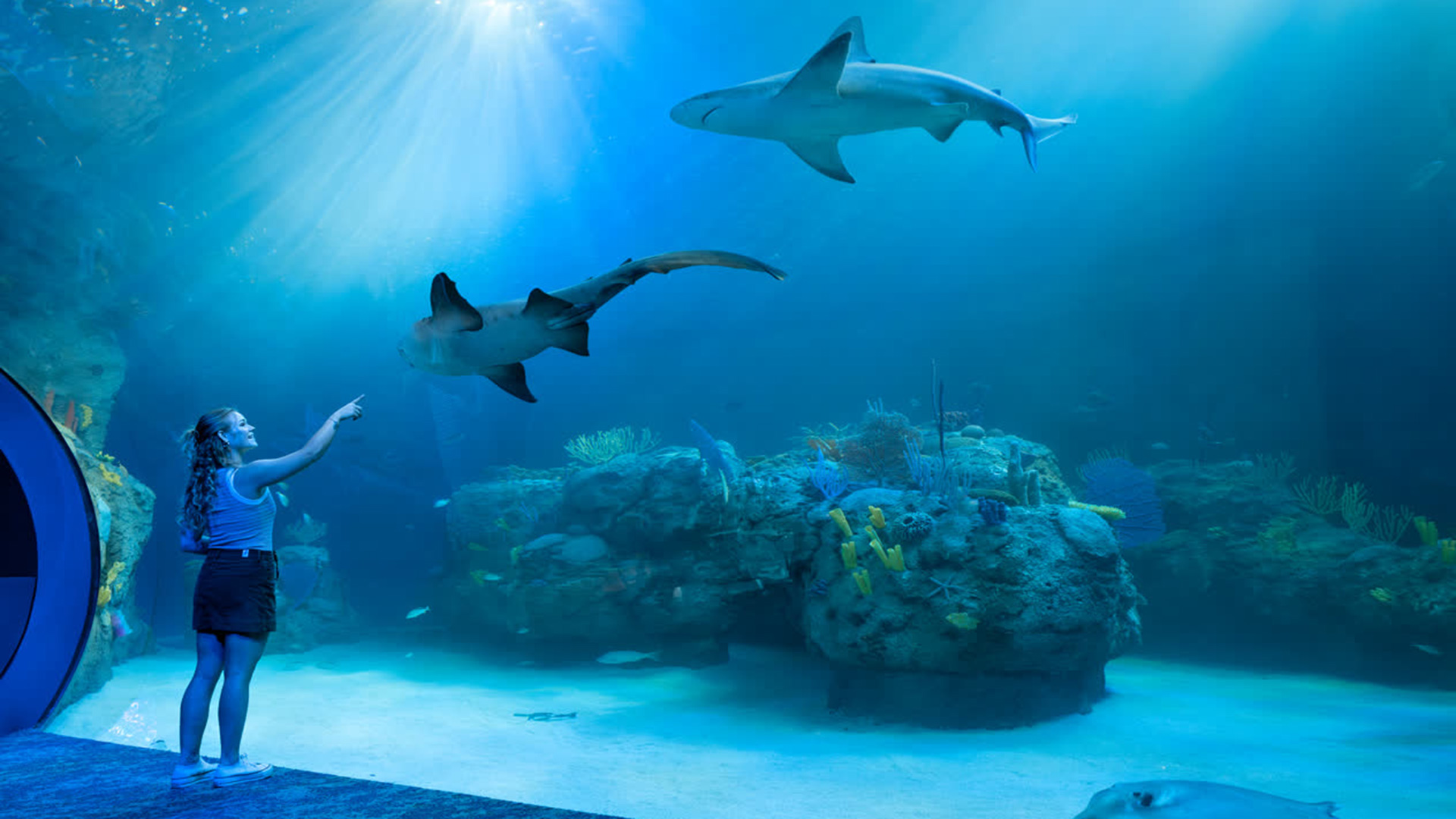 A girl stands inside an aquarium, pointing up at two sharks swimming above her in a large, blue-lit tank filled with coral and rocks. Sunlight shines through the water from above.