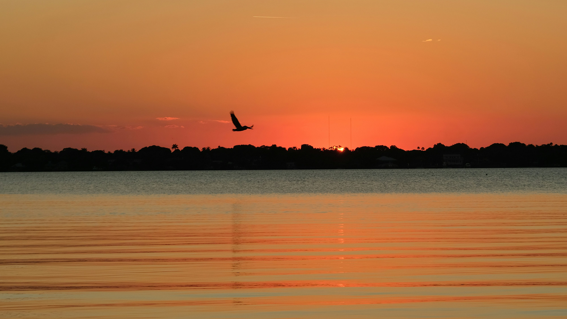 A bird flying over a calm bay during a vibrant orange sunset.