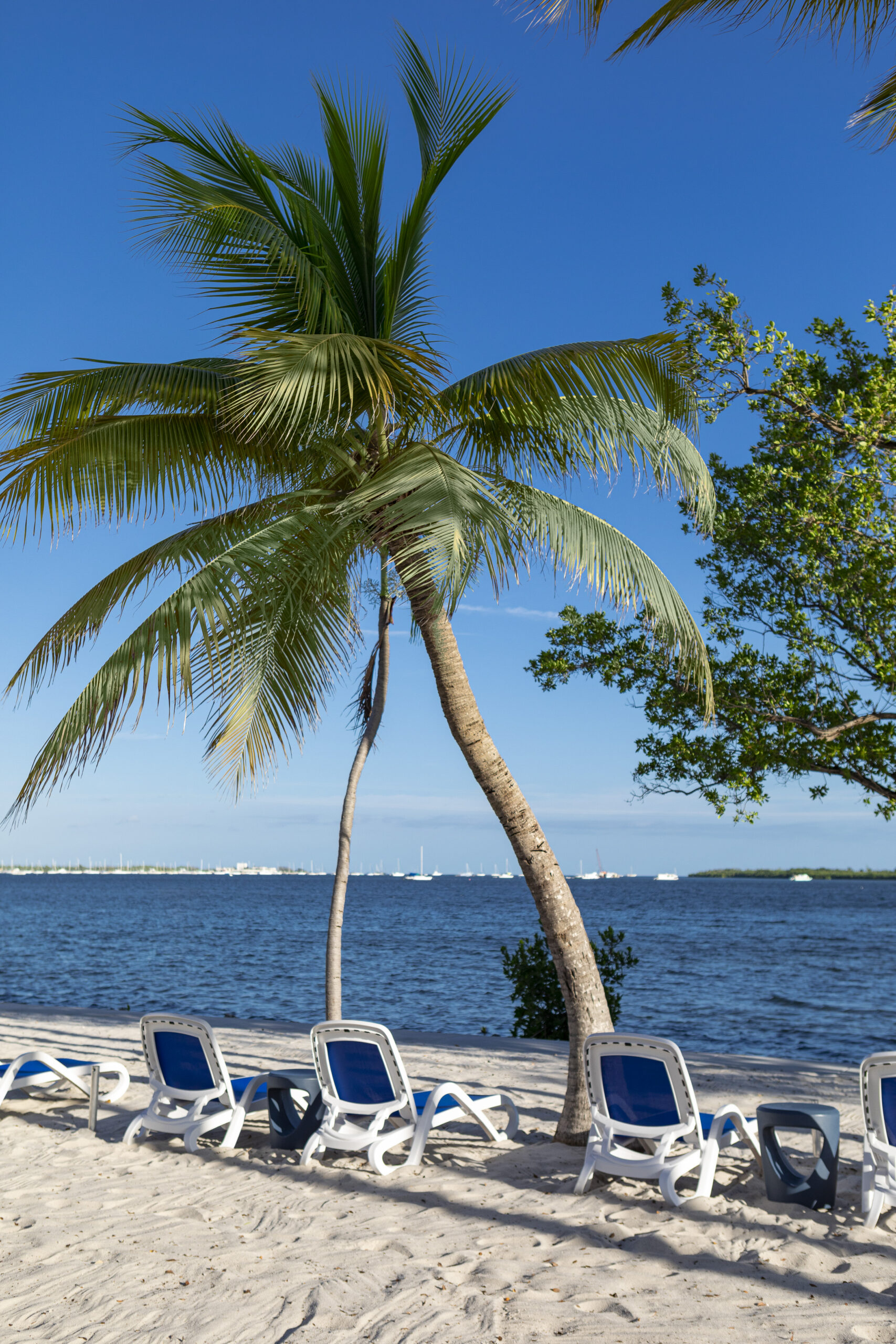 beach chairs and palm tree