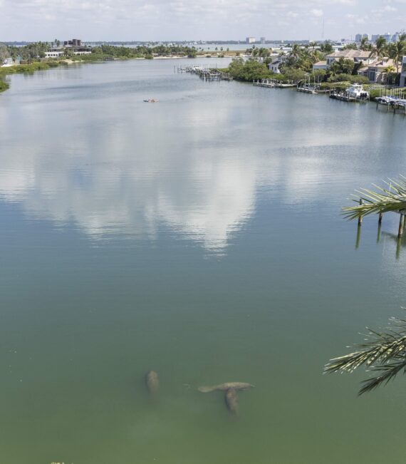 A view of a calm river with three manatees swimming near the surface. Houses and palm trees line the right bank, and clouds are reflected in the water. A small boat is visible in the distance.