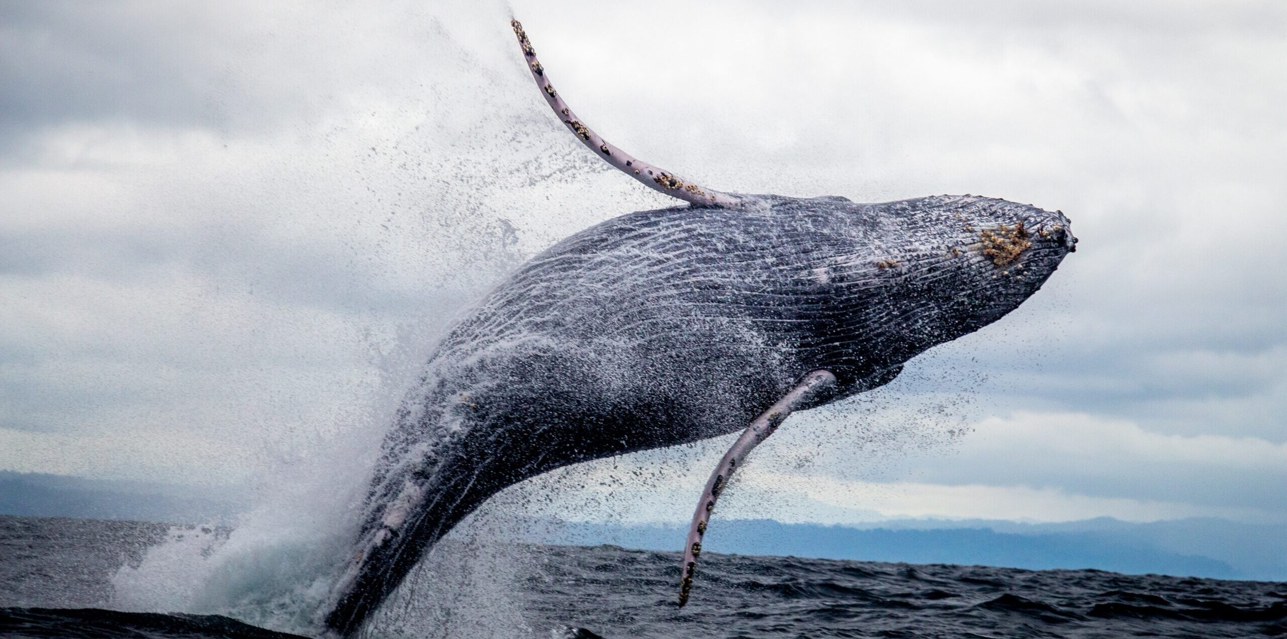 A humpback whale breaches the ocean surface, its body arching out of the water against a cloudy sky. Water splashes around it in a dramatic display, emphasizing the whales size and power.