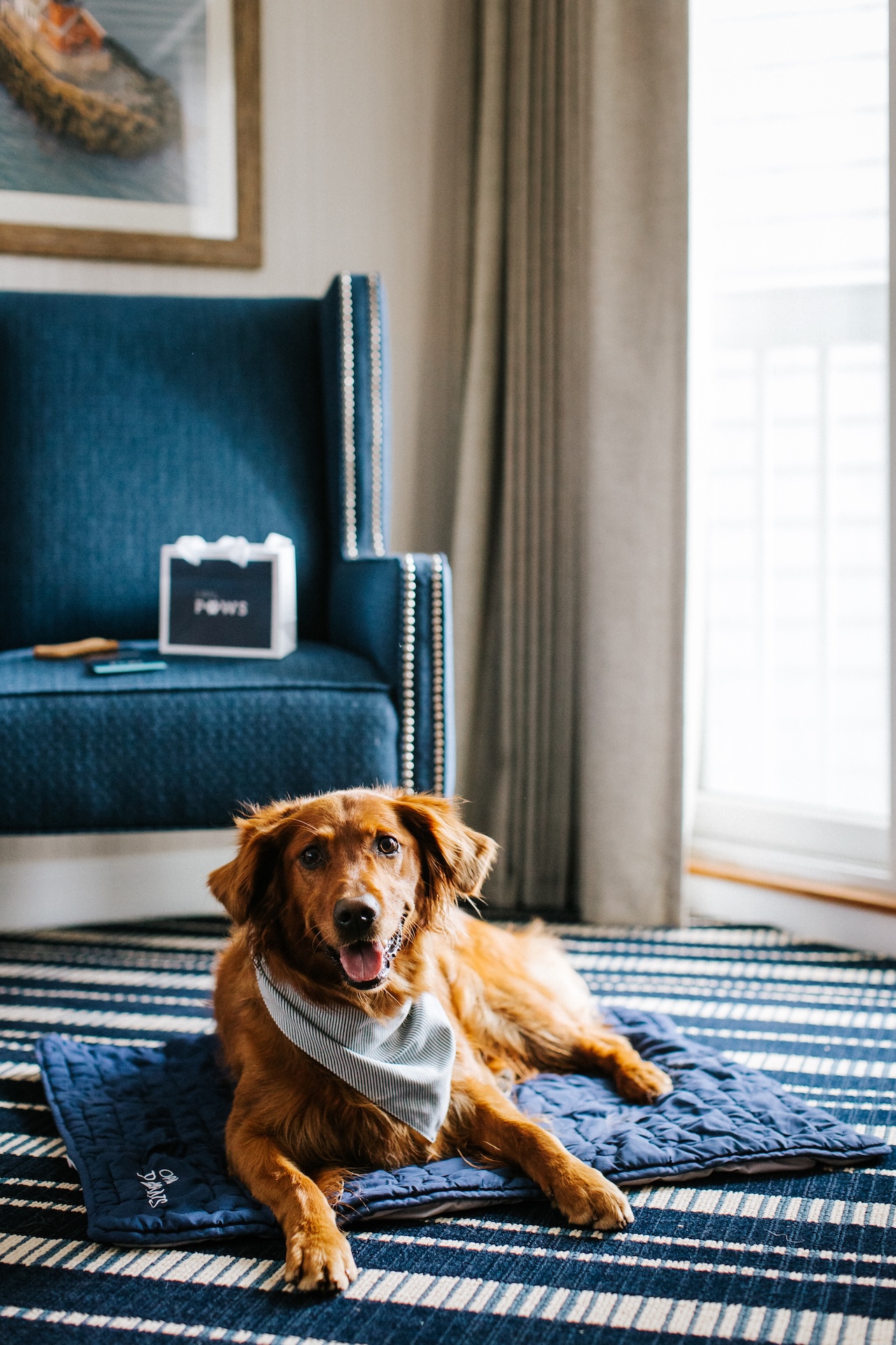 A golden retriever wearing a bandana lies on a blue mat in a living room with a blue chair, striped rug, and sunlight streaming through a window.