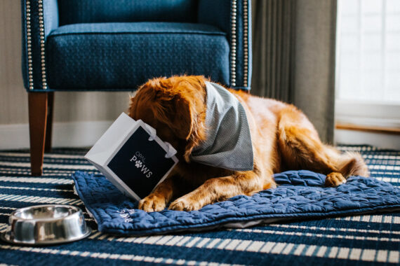 Golden retriever with head in goodie bag