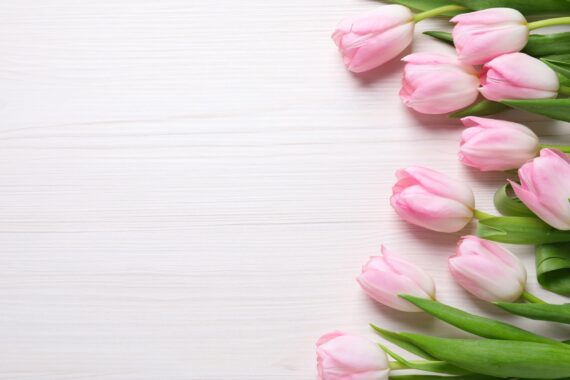 Pink Tulips