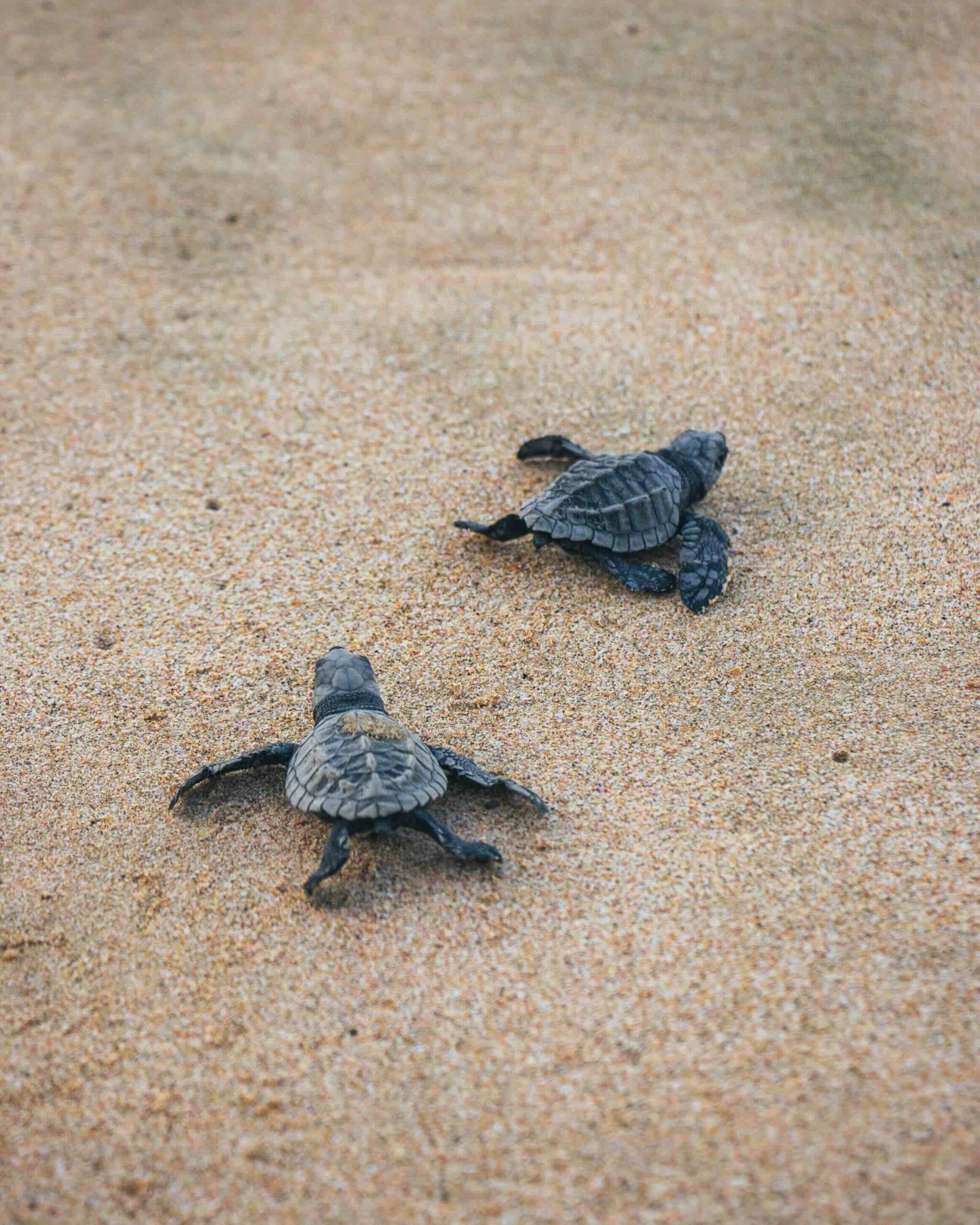 Two baby sea turtles crawl across sandy beach, moving away from the camera. Their flippers are outstretched as they make their way toward the ocean.