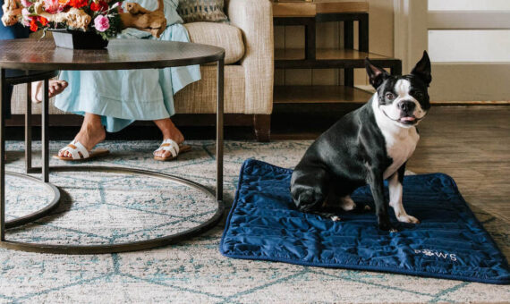 A black and white Boston Terrier sits on a blue mat on the floor next to a coffee table, with a person in sandals and a light blue dress seated on a beige couch nearby.