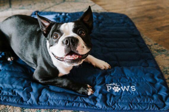 A happy black and white Boston Terrier lies on a blue quilted mat with the words Opal Paws and a paw print logo embroidered in white.