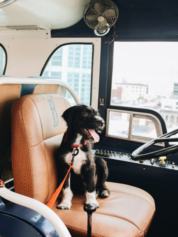 A dog sits in the driver's seat of the retrofitted 1956 Scenicruiser at Bobby Nashville.