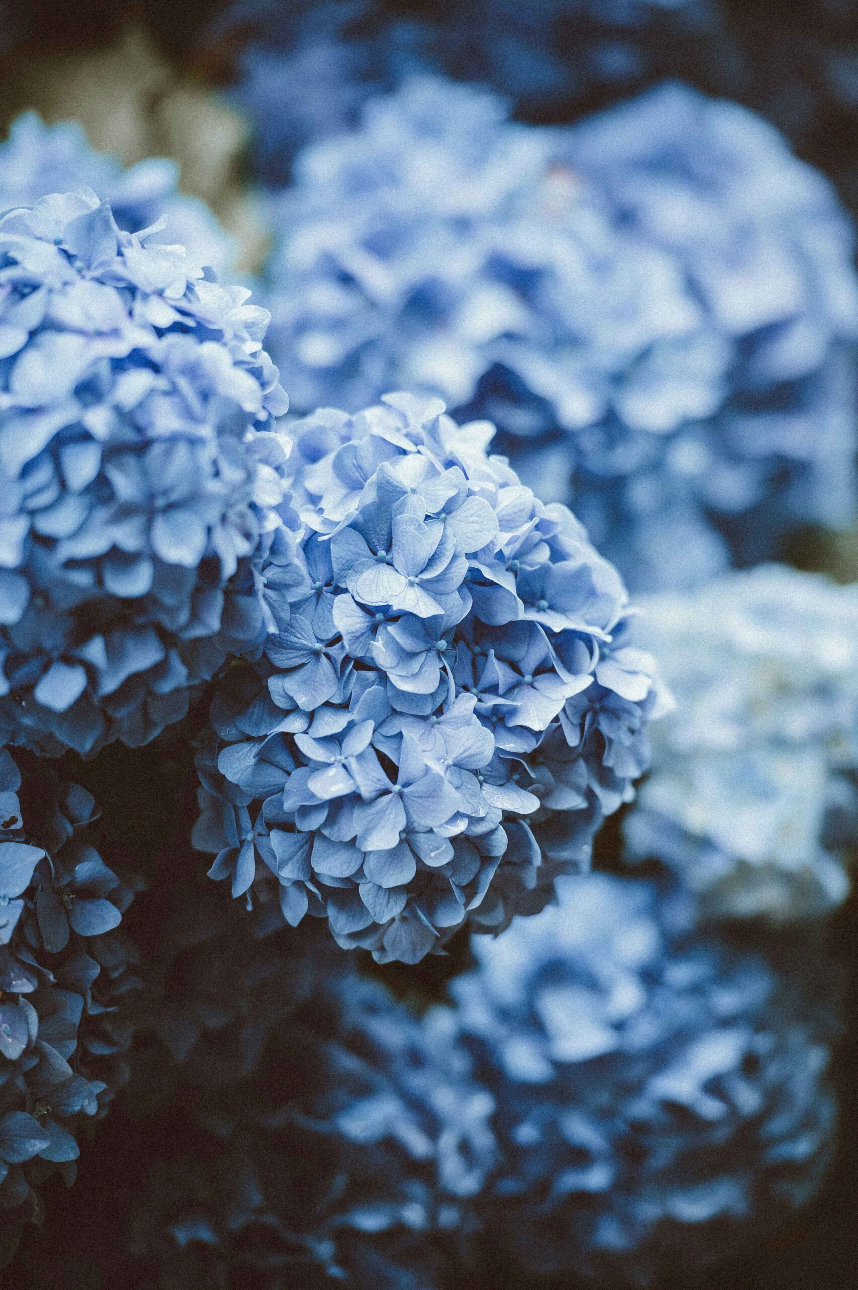 A detail shot of hydrangeas from the property grounds of The Asticou.