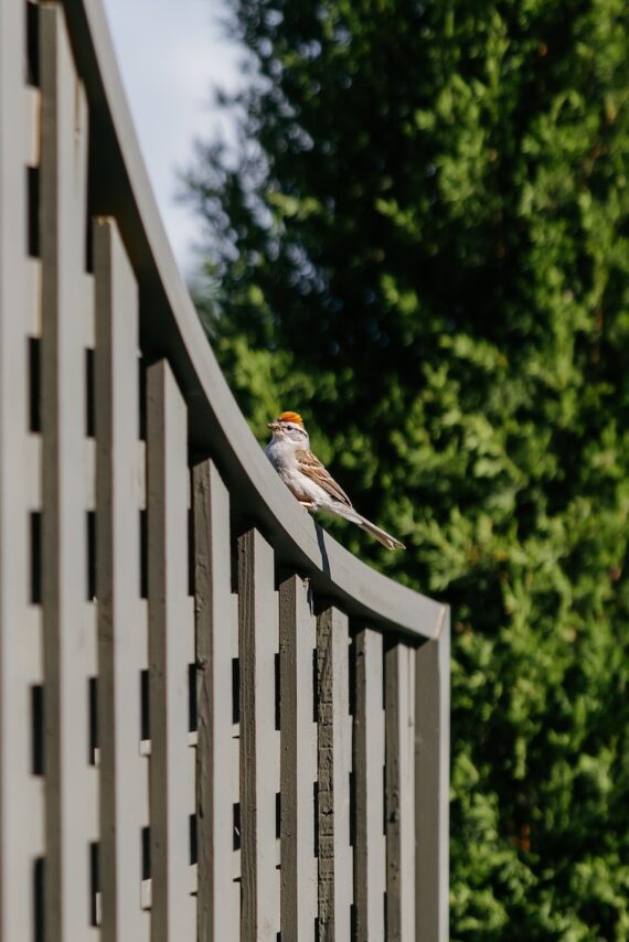 A small bird with an orange patch on its head perches on a curved wooden fence, with green trees blurred in the background.