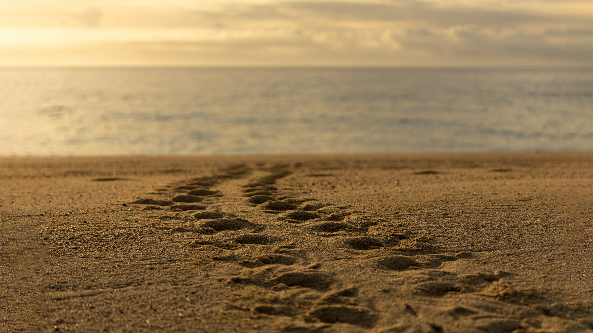 Footprints in the sand lead towards a calm sea under a golden, cloudy sky at sunset. The beach appears empty and serene, with soft, warm light highlighting the footprints.