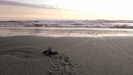 A baby sea turtle crawls across sandy beach toward the ocean at sunrise, leaving small tracks behind. Waves approach the shore under a pastel-colored sky.